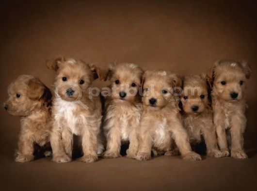 Mini Maltipoo Aşılı Ve Üst Kalite Bebekler