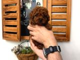 En Güzelinden Daha Güzel Toy Poodle Yavruları