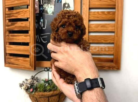 En Güzelinden Daha Güzel Toy Poodle Yavruları
