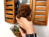 En Güzelinden Daha Güzel Toy Poodle Yavruları