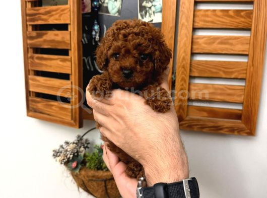 En Güzelinden Daha Güzel Toy Poodle Yavruları görsel