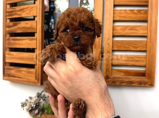 En Güzelinden Daha Güzel Toy Poodle Yavruları görsel