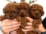 En Güzelinden Daha Güzel Toy Poodle Yavruları