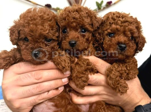 En Güzelinden Daha Güzel Toy Poodle Yavruları görsel