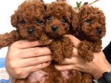 En Güzelinden Daha Güzel Toy Poodle Yavruları