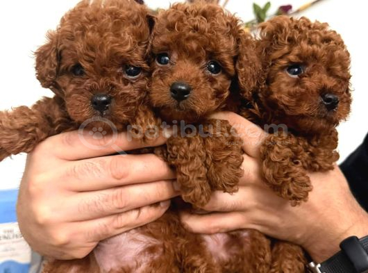 En Güzelinden Daha Güzel Toy Poodle Yavruları görsel
