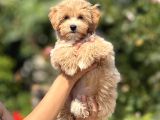 F1 maltipoo bebeklet