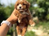 Teacup Boy Korea Poodle Panda Bebek
