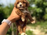 Teacup Boy Korea Poodle Panda Bebek