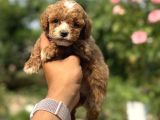 Panda Bebek korea poodle