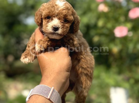 Panda Bebek Korea Poodle