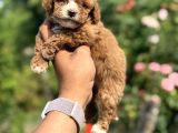 Panda Bebek Korea Poodle