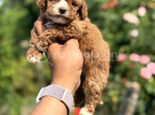 Panda Bebek Korea Poodle görsel