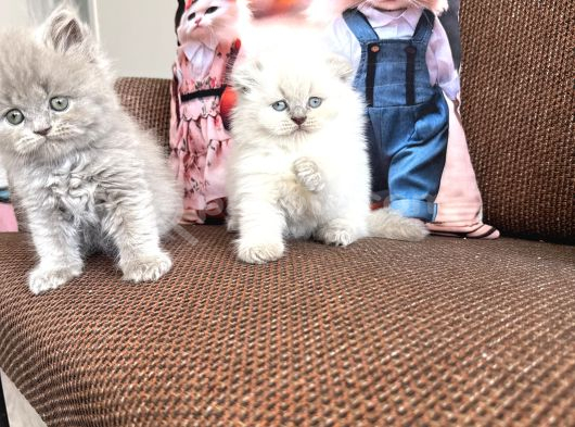 A Kalite Çok Güzel Bebekler görsel