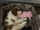 3 Aylık Sağlıklı Erkek Cavalier King Charles Spaniel