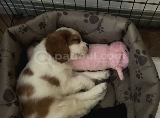 3 Aylık Sağlıklı Erkek Cavalier King Charles Spaniel görsel