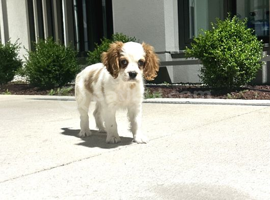 3 Aylık Sağlıklı Erkek Cavalier King Charles Spaniel görsel