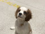 3 Aylık Sağlıklı Erkek Cavalier King Charles Spaniel