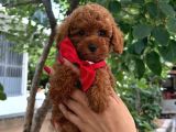 Sevimli küçük boy poodle
