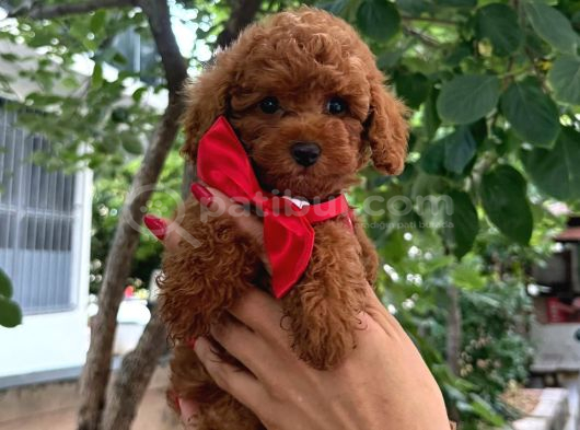 Sevimli küçük boy poodle