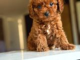 Tatlı Tadında Yemelik Poodle Bebekleri