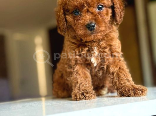 Tatlı Tadında Yemelik Poodle Bebekleri görsel