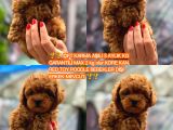 TÜRKİYENİN EN GÜZEL KOREA POODLE YAVRULARI