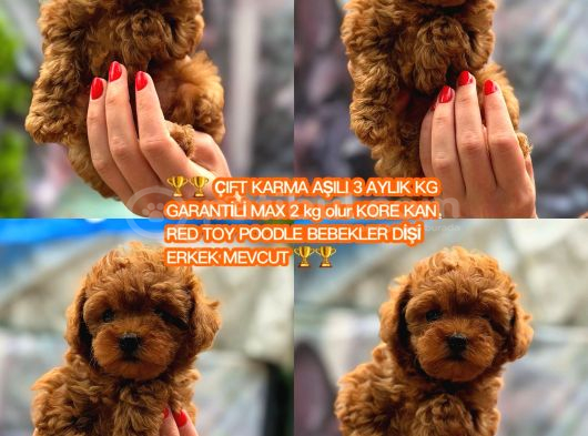 Türki̇yeni̇n En Güzel Korea Poodle Yavrulari