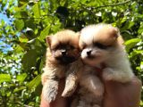 Tedy Pomerinian Boo Bebekler