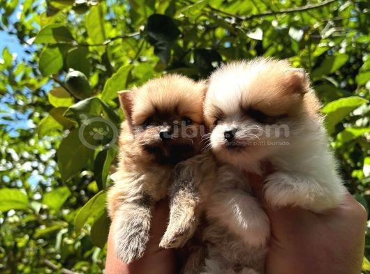 Tedy Pomerinian Boo Bebekler görsel