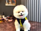 A Kalite Pomeranian Boo