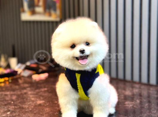 A Kalite Pomeranian Boo görsel
