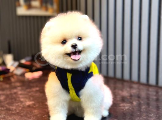 A Kalite Pomeranian Boo görsel