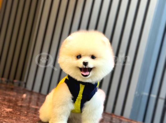 A Kalite Pomeranian Boo