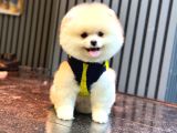 A Kalite Pomeranian Boo