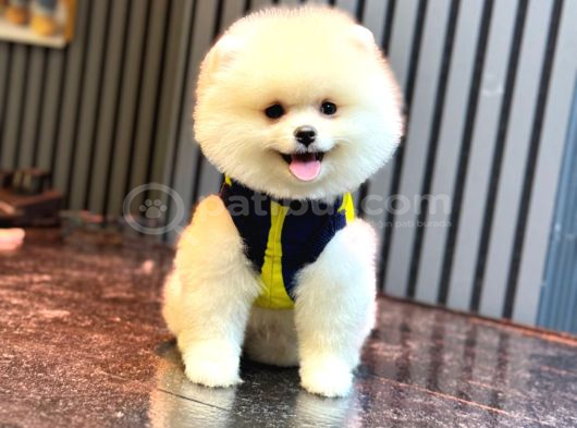 A Kalite Pomeranian Boo görsel
