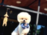 Şekerpare Sağlık Garantili Pomeranian Boo
