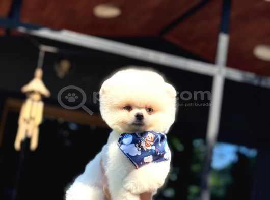 Şekerpare Sağlık Garantili Pomeranian Boo görsel