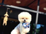 Şekerpare Sağlık Garantili Pomeranian Boo