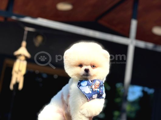 Şekerpare Sağlık Garantili Pomeranian Boo görsel