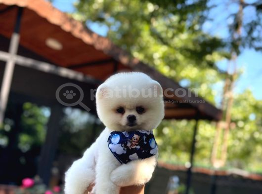 Şekerpare Sağlık Garantili Pomeranian Boo
