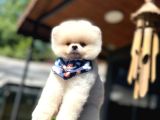 Şekerpare Sağlık Garantili Pomeranian Boo