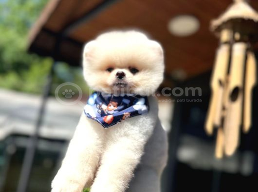 Şekerpare Sağlık Garantili Pomeranian Boo görsel