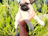 A Kalite Pug Mops Yavruları