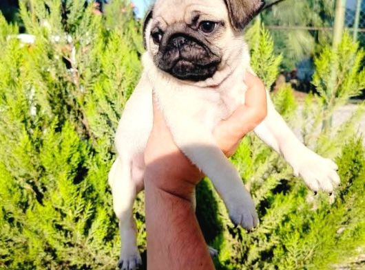 A Kalite Pug Mops Yavruları görsel
