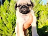 A kalite pug mops yavruları