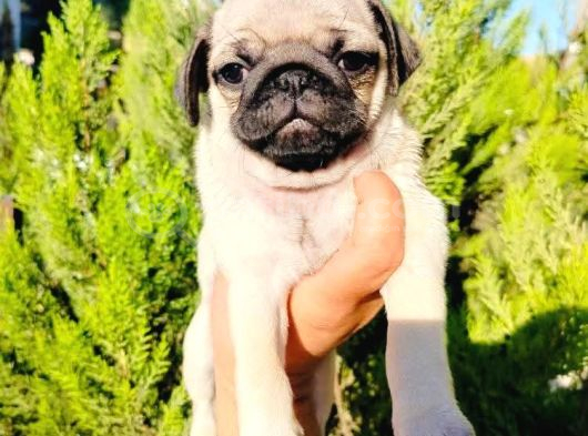 A Kalite Pug Mops Yavruları