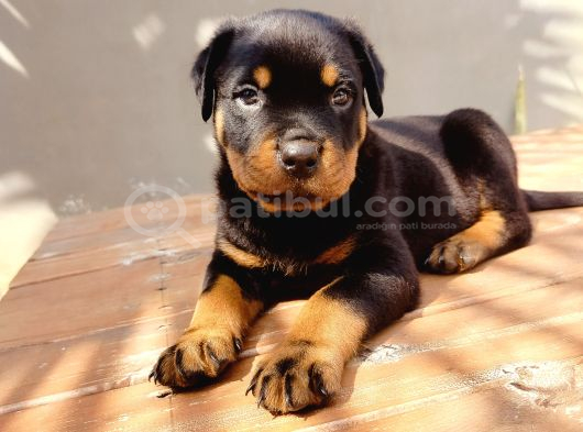 A Kalite Koca Kafa Rotweiler Yavruları görsel