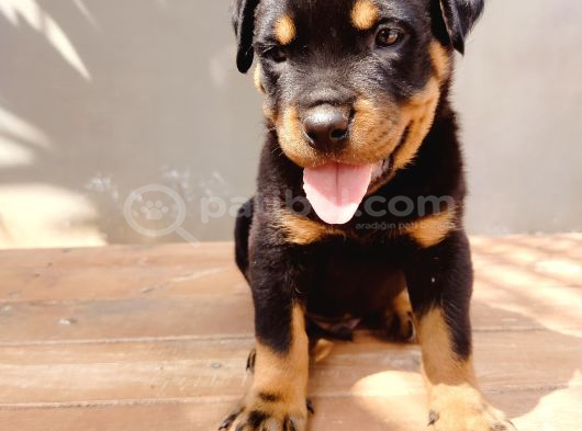 A Kalite Koca Kafa Rotweiler Yavruları görsel