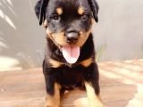 A Kalite Koca Kafa Rotweiler Yavruları